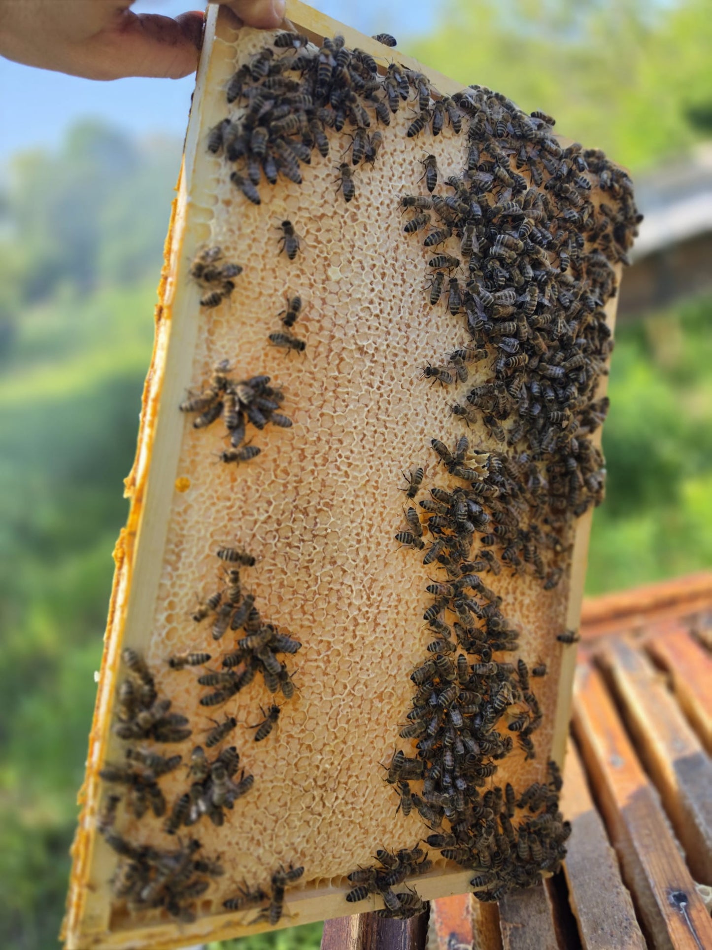 Frische Blütenhonig Rämchen 2026
